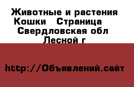 Животные и растения Кошки - Страница 5 . Свердловская обл.,Лесной г.